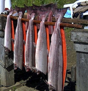 hanging salmon filets